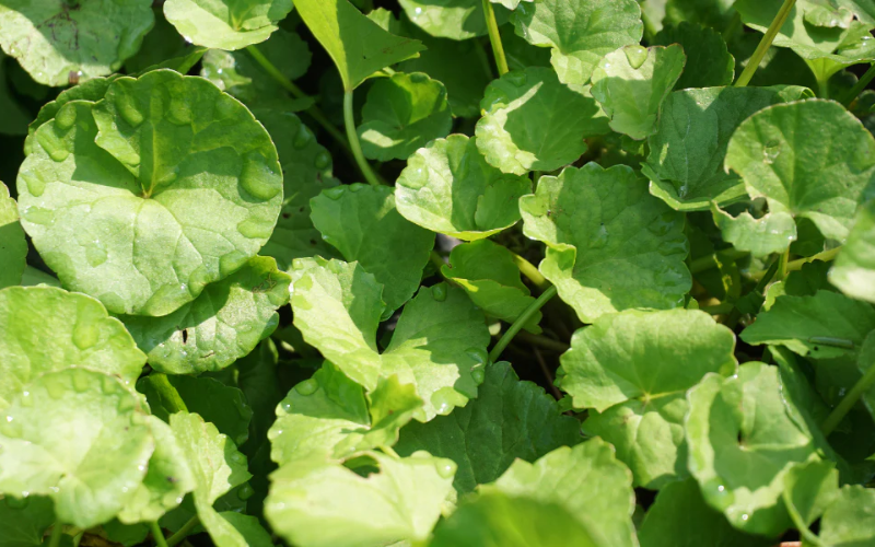 Centella Asiática